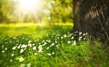 Czy może być za dużo światła w akwarium?