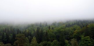 Jak zasłonić okno bez rolet?