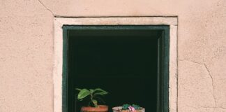 Co ile trzeba podlewać nasiona?