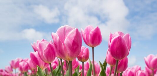 Co oznacza 25 tulipanów?