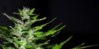 Ile w Polsce można mieć przy sobie marihuany?