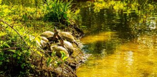 Jak chronić auto przed nagrzaniem?