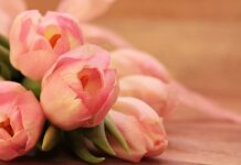 Jak długo kwitną tulipany?