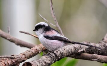 Czy energetyki coś dają?